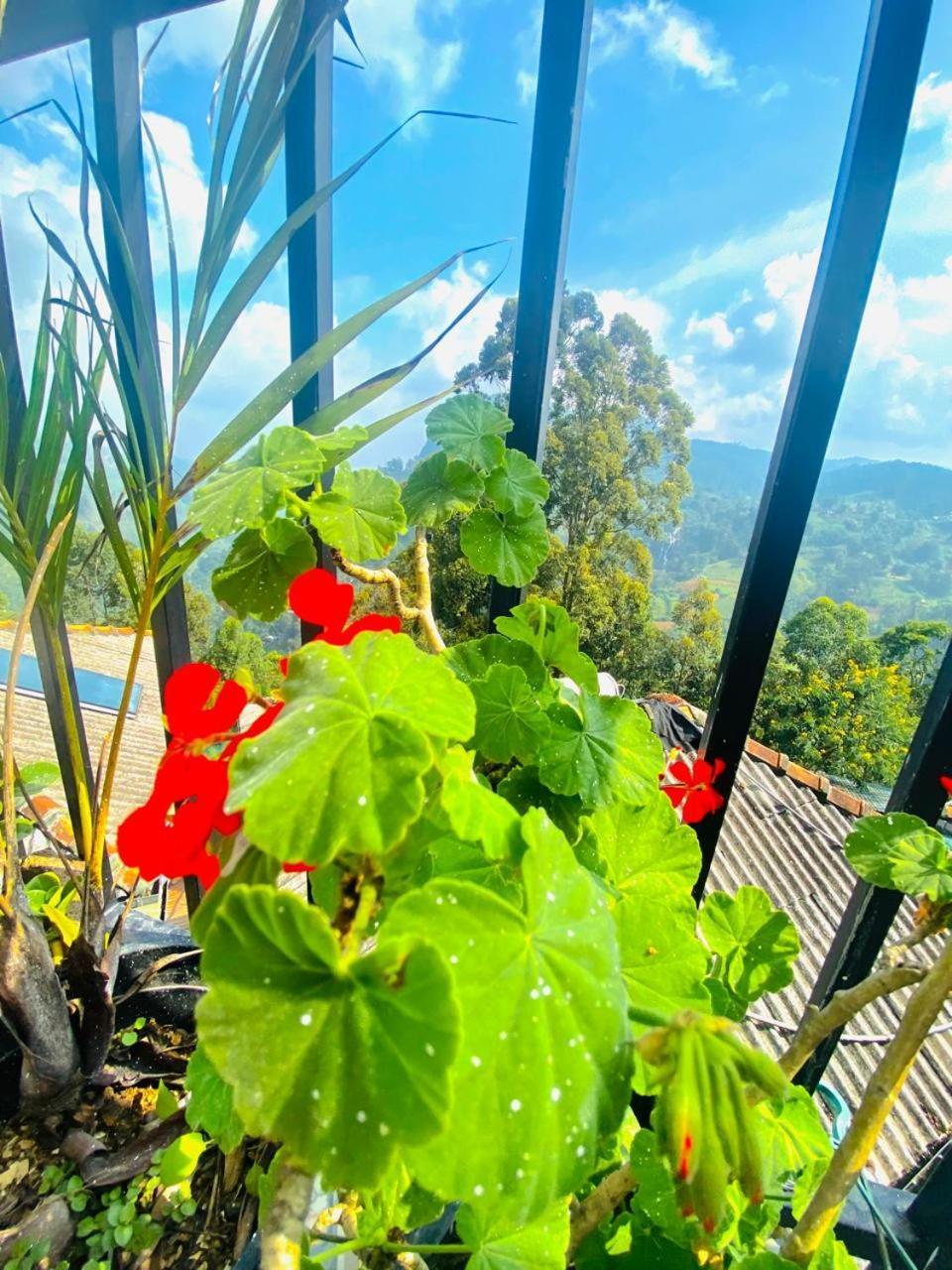 엘라 Pleasant Peak B&B 외부 사진