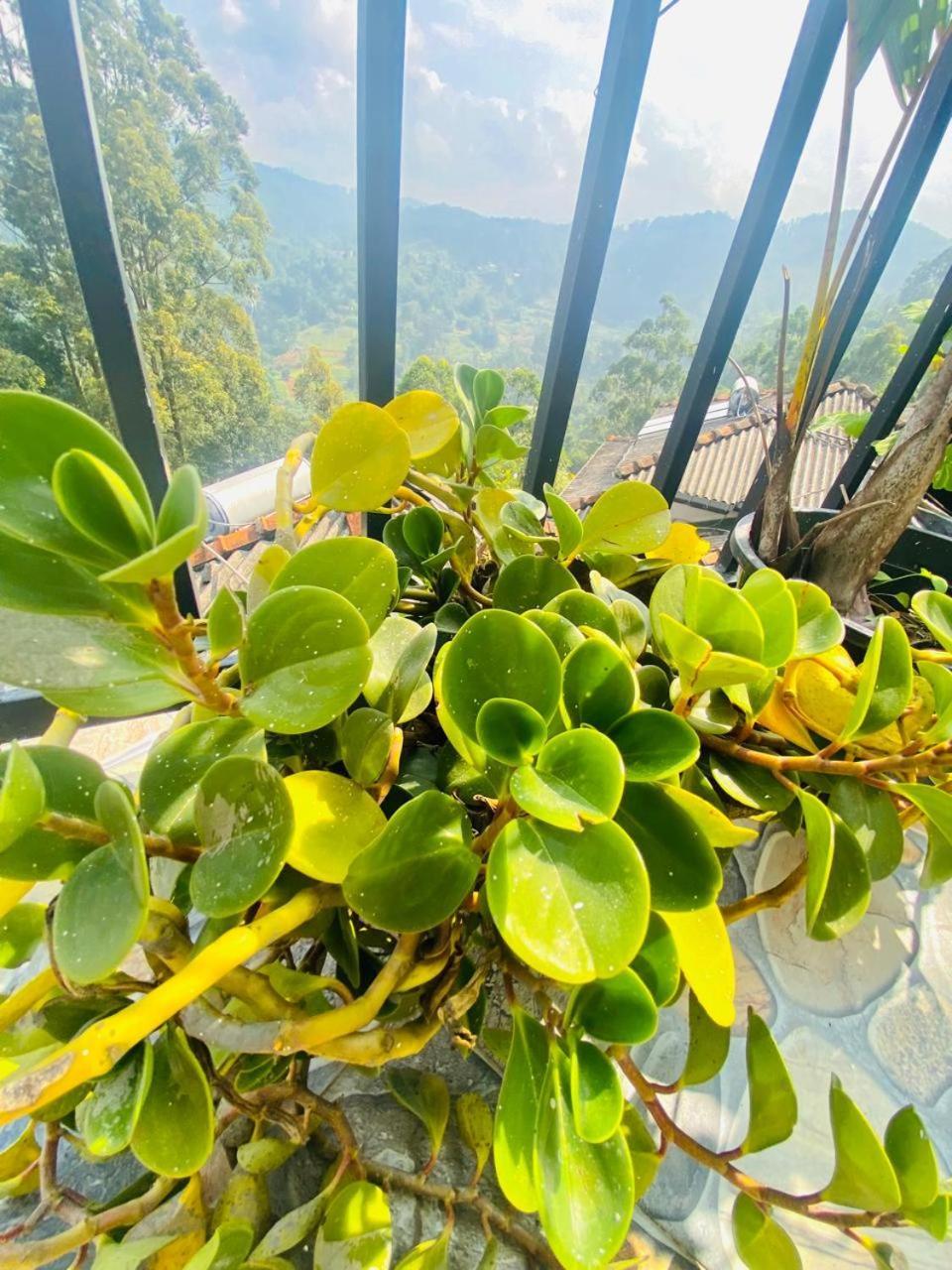 엘라 Pleasant Peak B&B 외부 사진